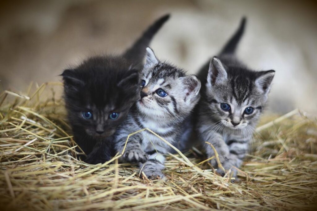 L’alimentazione dei gattini: come bisogna comportarsi? 2 L’alimentazione dei gattini: come bisogna comportarsi? 1