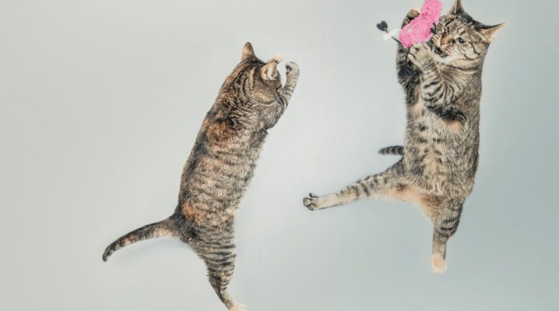 Come creare un ambiente stimolante per il tuo gatto indoor 3