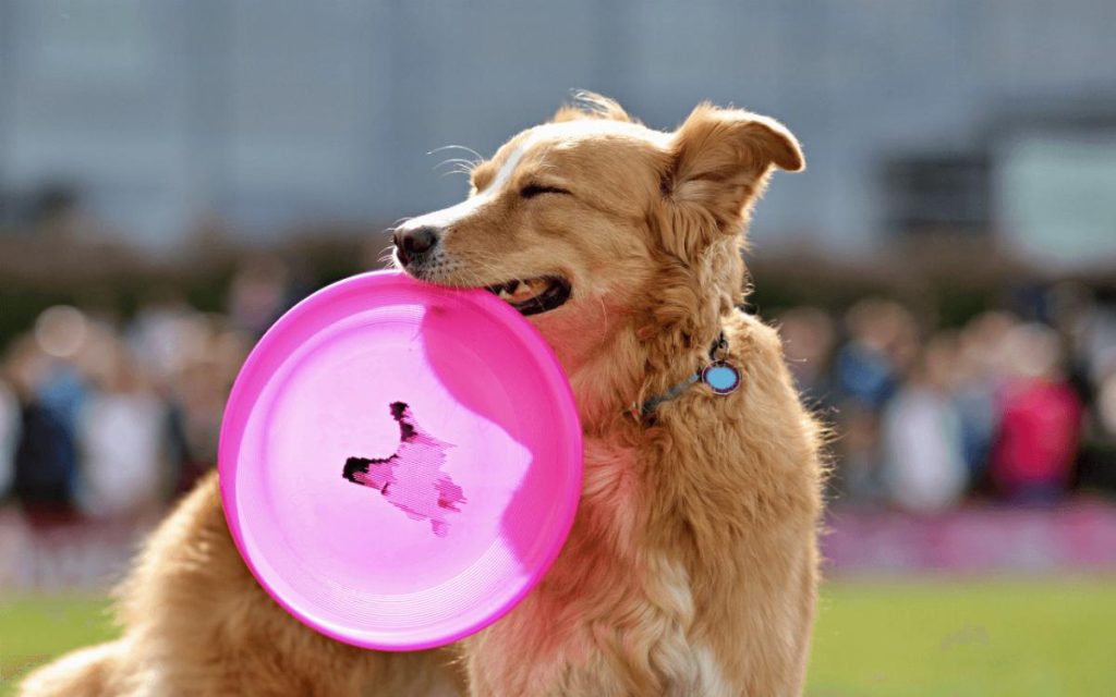 Medagliette personalizzate per cani: perché sono fondamentali per la sicurezza del tuo animale 1