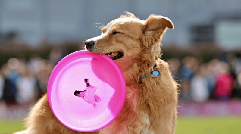 Medagliette personalizzate per cani: perché sono fondamentali per la sicurezza del tuo animale 1